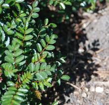 leaves