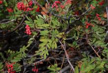 leaves and fruit, fall