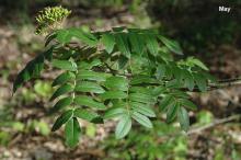 leaves and fruit cluster