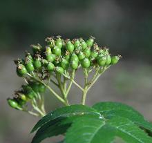 developing fruit clusters