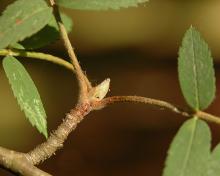 twig, bud and leaflets