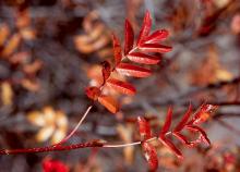 leaves, fall