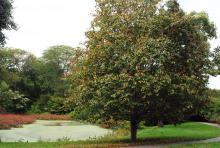 plant habit, fruiting, fall