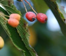 fruit
