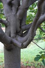 trunk, limbs and bark
