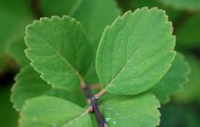 leaves