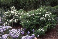 plant habit, flowering plant habit, flowering