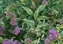 foliage and flowers, early fall