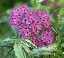 small flower cluster, early fall