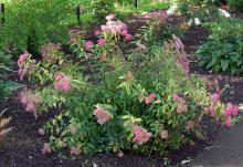 plants habit, flowering