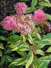 flower clusters and leaves