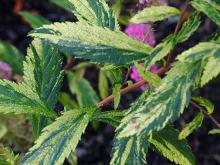 leaves