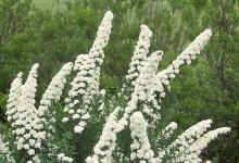 flowering shoots