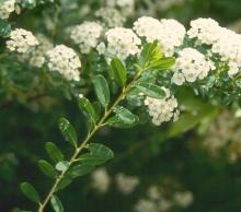 leaves and flowers