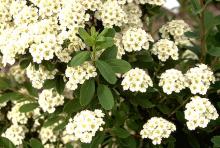 flower clusters and leaves