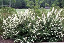 plant habit, flowering