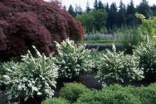 plant habit, flowering