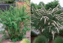 plant habit, before and at floweing