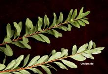 leafy shoots