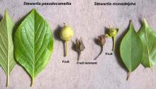 leaves and fruit, comparison