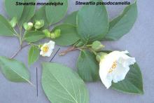 leaves and flowers, comparison