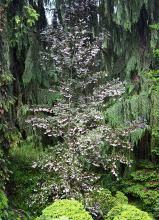 plant habit, flowering