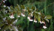 flowering branch