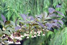flowering branch