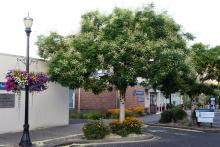 plant habit, street tree