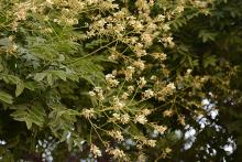 foliage and flower clusters