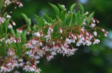 flowering branch flowering branch