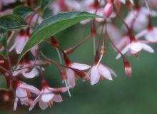 flowers flowers