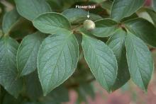 leaves, flower bud leaves, flower bud