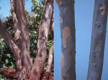 trunk, bark trunk, bark
