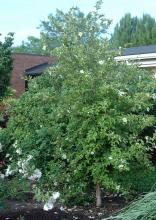 plant habit, flowering plant habit, flowering