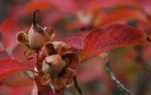 fruit, fall fruit, fall