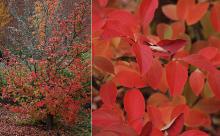 plant habit and leaves, fall plant habit and leaves, fall