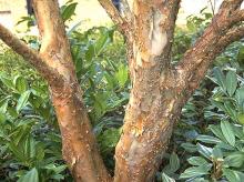 trunk, bark