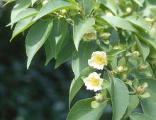 leaves and flowers
