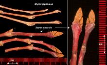 winter twigs and buds, comparison