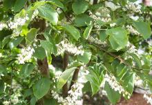 branches, flowering
