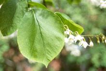 leaf and flowers