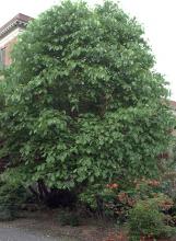plant habit