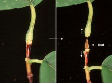 leaf petiole and enclosed bud