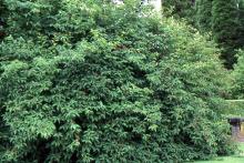 plant habit, summer