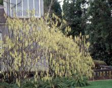 plant habit, spring flowering