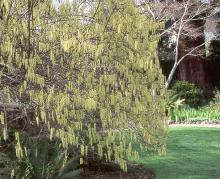 flowering branches