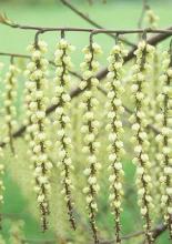 flower clusters