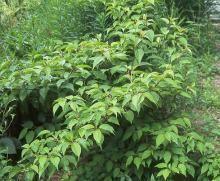 leafy shoots