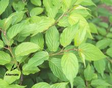 leaves